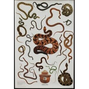 Vintage Snakes Alive Smokey The Bear Forest Poster 20 X 30” Reptiles
